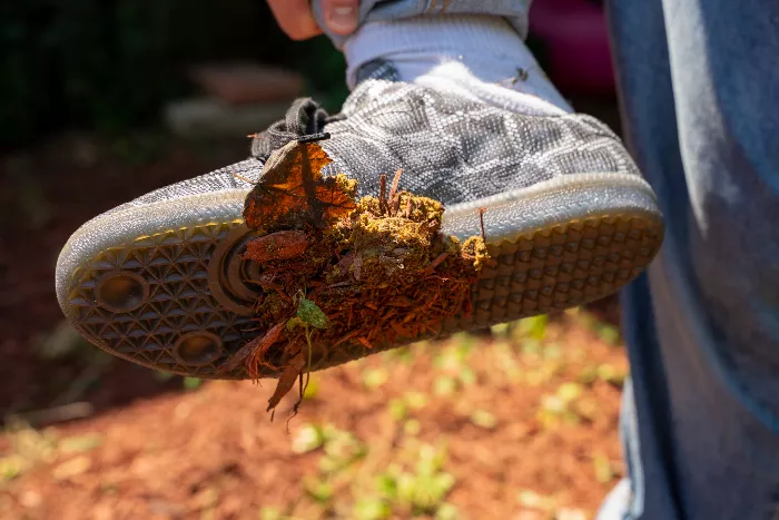 A close-up of the Adidas Jason Dill Samba skate shoe with dog poop smeared on the sole, side, and shoelaces.