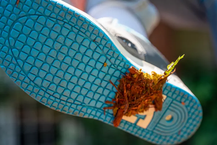 A close-up of the DC x Utmost Lynx OG skate shoe with dog poop stuck to the sole, particularly in the logo's crevices.