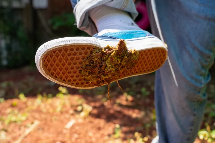 A close-up of the Vans Slip-On Pro skate shoe with dog poop deeply embedded in the waffle sole.