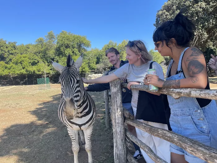 A zebra on Brujini Island