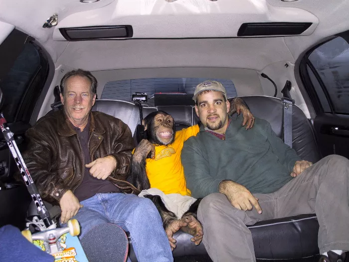 Dan and chimps in a van