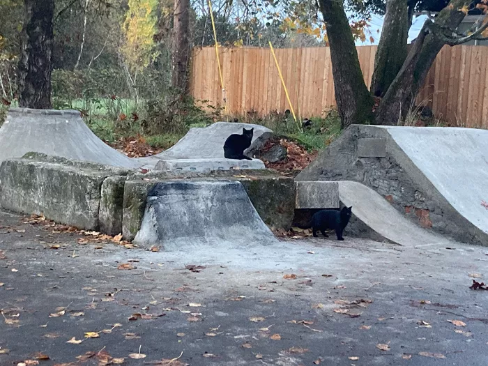 Feral Cat Cove Bowl