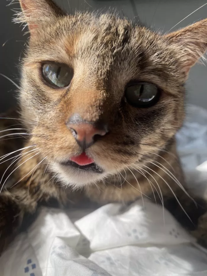 Salomon Cardenas's cat Ginger with her tongue out